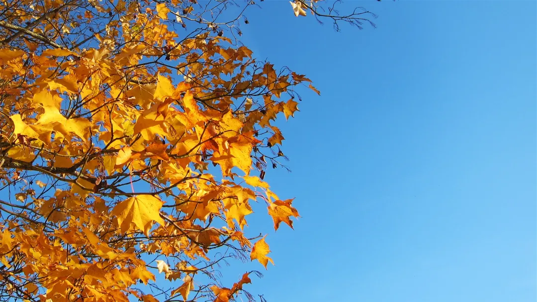 Herbstlaub (Foto: Werner Näf) Herbstlaub (Foto: Werner Näf)