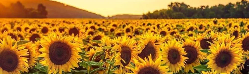 Frouemorge (Foto: Homepage Kreator) Frouemorge (Foto: Homepage Kreator)